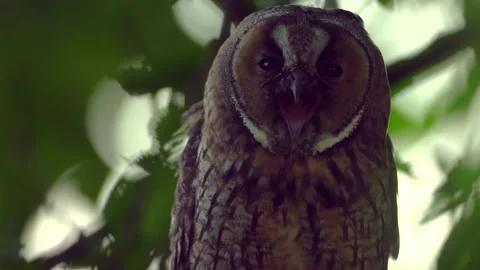 Close up of long eared owl (Asio otus) yawning tired. Stock Footage 144707318
