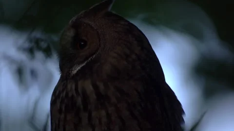 Close up of long eared owl (Asio otus) yawning tired. Stock Footage 144992728