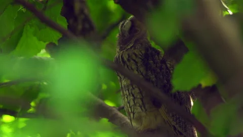 Close up of long eared owl (Asio otus) sitting and falling asleep on branch. Stock Footage 144999635