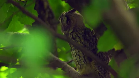 Close up of long eared owl (Asio otus) sitting and falling asleep on branch. Stock Footage 145006315