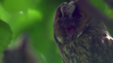 Close up of long eared owl (Asio otus) yawning tired. Stock Footage 145064519