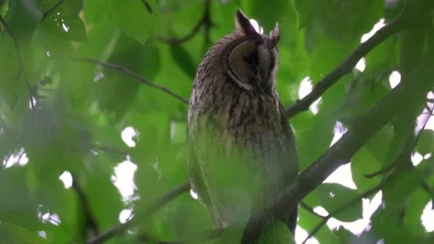 Close up of long eared owl (Asio otus) looking around on branch. Stock Footage 145210596