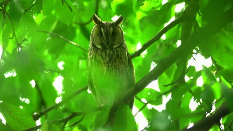 Close up of long eared owl (Asio otus) watching by big eyes. Stock Footage 145332714