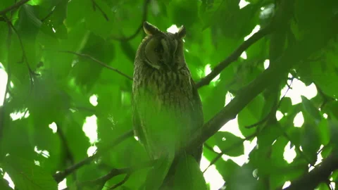 Close up of long eared owl (Asio otus) watching by big eyes. Stock Footage 145333430