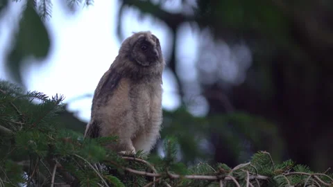 Close up long eared owl (Asio otus) group gazing bizarrely and sitting on branch Stock Footage 145620850