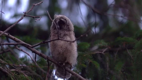 Close up long eared owl (Asio otus) group gazing bizarrely and sitting on branch Stock Footage 145625229