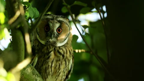Close up of long eared owl (Asio otus) gazing from dense branch in crown. Stock Footage 247746676