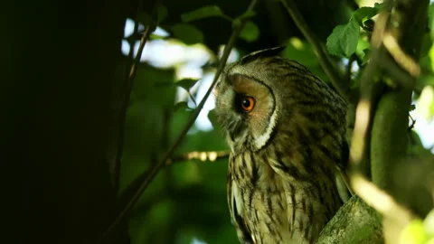 Close up of long eared owl (Asio otus) gazing from dense branch in crown. Stock Footage 247748200