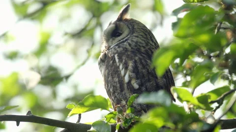 Close up of long eared owl (Asio otus) looking around on branch. Stock Footage 247886098