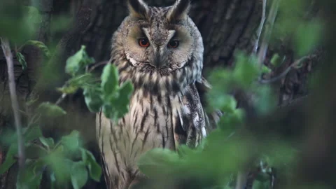 Close up of long-eared owl (Asio otus) watching by big eyes. Stock Footage 260519644