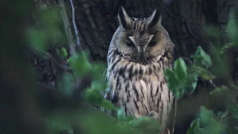 Close up of long-eared owl (Asio otus) sitting and falling asleep on branch. Stock Footage 260527270