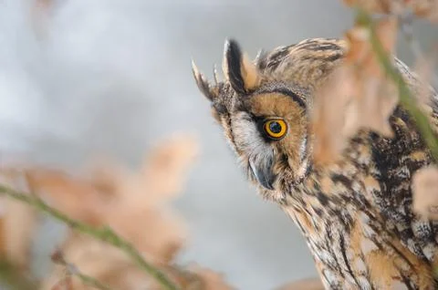 Close-Up Of A Long-Eared Owl Perched In Autumn Forest Among Brown Leaves Fotos Stock
