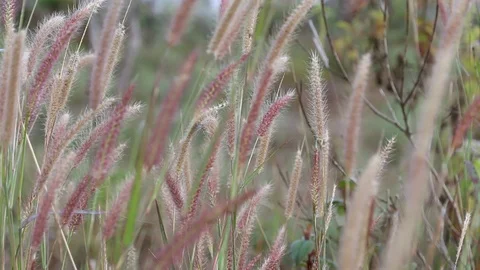 Close-up of long grass moving in wind. meadow reed background. Stock-Footage 107463807