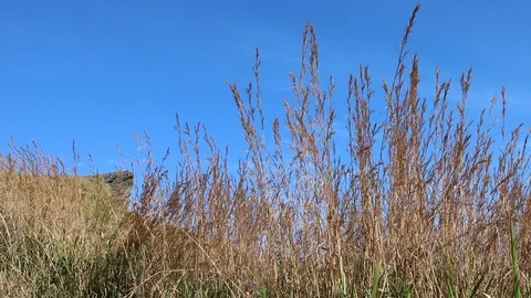 Close-up of long grass moving in wind with mountain scene Stock-Footage 111134260