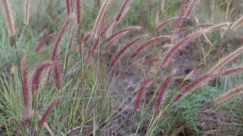 Close-up of long grass moving in wind. meadow reed background. Stock Footage 111855675