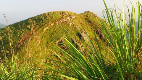 Close up of long grass moving in the wind with view of mountain peak Stock Footage 139449411