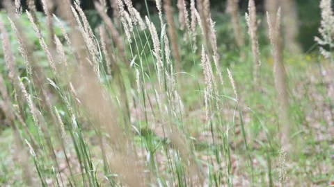 Close Up Of Long Grass Waving On Wind Stock Footage 247847148