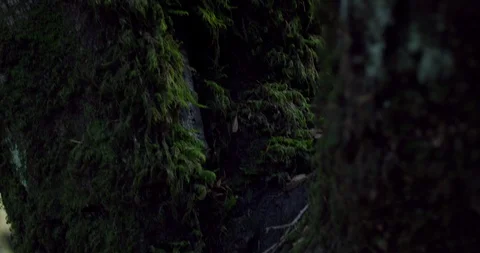 Close-Up: Long Green Moss Going Up a Tree (SHOT ON RED) Stock Footage 97479053