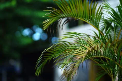A close up of long, green palm tree leaves fills the frame. Photos