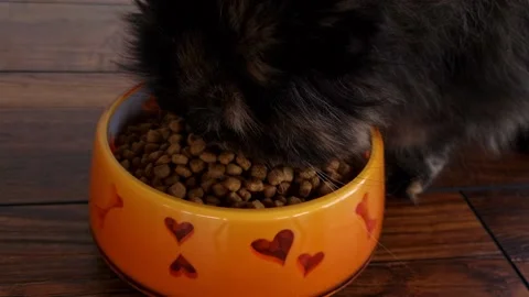 Close up long haired Persian cat eating from orange bowl dry animal food. Stock Footage 221789096