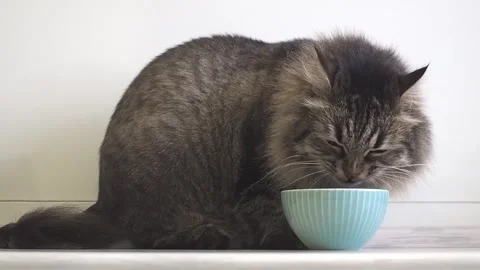 Close up Long haired siberian cat eating dry food from a blue bowl at kitchen Stock Footage 248970131