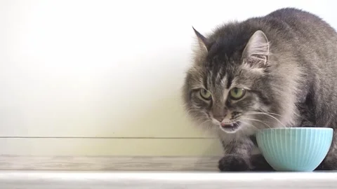 Close up Long haired siberian cat eating dry food from a blue bowl at kitchen Stock Footage 248970149