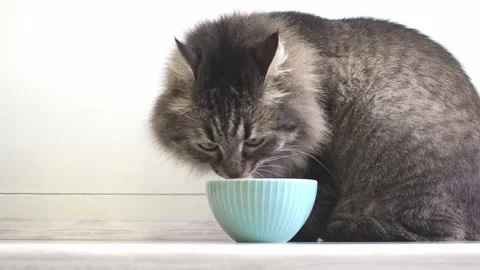 Close up Long haired siberian cat eating dry food from a blue bowl at kitchen Stock Footage 249206095