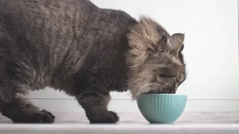 Close up Long haired siberian cat eating dry food from a blue bowl at kitchen Stock Footage 249338031