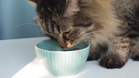 Close up Long haired siberian cat eating dry food from a blue bowl Video stock 249671379