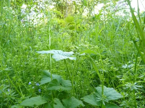 Close up of Long High Green Grass Full of Different Plants and Weeds Stock Photos