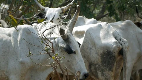 Close-up of Long Horn Cattle  co Stock Footage 115736285