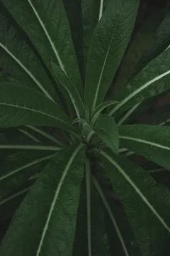 Close up of Long Leaf bud Stock Photos