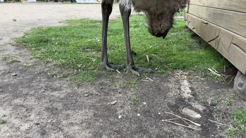 Close-up of long-legged emu bird in zoo enclosure Vídeo Stock 337359675