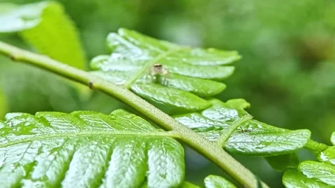 Close up long legged fly and jumping spider on fresh wet green leaf in tropi Stock Footage 317071285