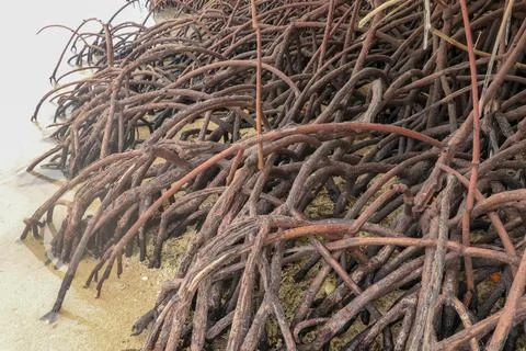 Close up of long mangrove tree roots. Mangrove at low tide. Mangrove and root Stock Photos