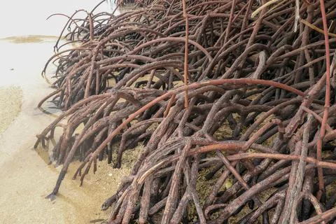 Close up of long mangrove tree roots. Mangrove at low tide. Mangrove and root Stock Photos