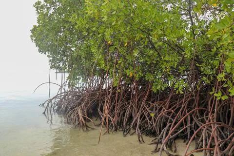 Close up of long mangrove tree roots. Mangrove at low tide. Mangrove and root Stock Photos