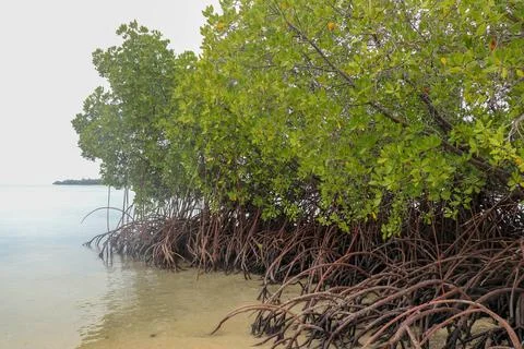 Close up of long mangrove tree roots. Mangrove at low tide. Mangrove and root Stock Photos