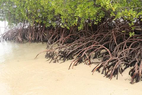 Close up of long mangrove tree roots. Mangrove at low tide. Mangrove and root Stock Photos