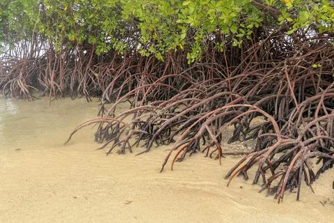 Close up of long mangrove tree roots. Mangrove at low tide. Mangrove and root Stock Photos