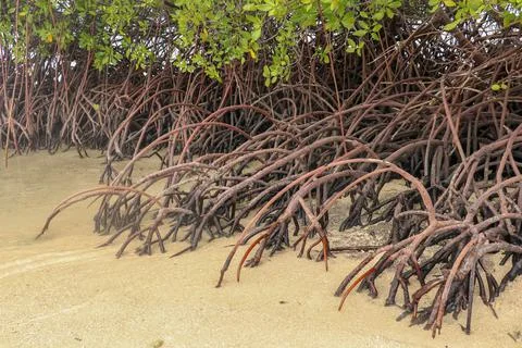 Close up of long mangrove tree roots. Mangrove at low tide. Mangrove and root Stock Photos