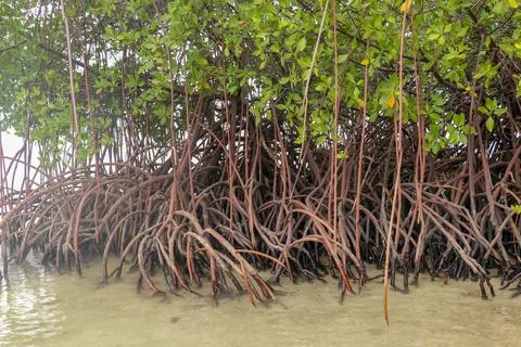 Close up of long mangrove tree roots. Mangrove at low tide. Mangrove and root Stock Photos