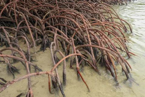 Close up of long mangrove tree roots. Mangrove at low tide. Mangrove and root Stock Photos
