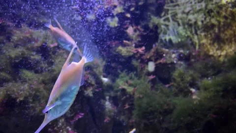 Close up of a long nose fish  Stock Footage 267695531