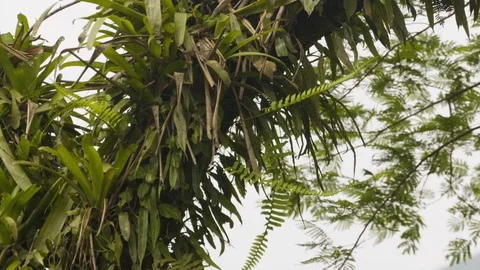 Close up of long palm trees swinging in light breeze on cloudy day, Costa Rica Vídeos de archivo 141244397