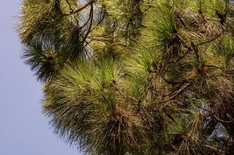 A close-up of long pine needles on a branch illuminated by warm natural sunlight Stock Photos