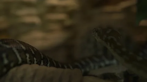 Close up Long Python in Aquarium Looking to Side. Cute Little Children Watch Video stock 159831515