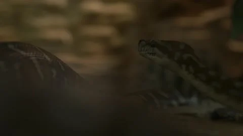 Close up Long Python in Aquarium Looking to Side. Cute Little Children Watch Stock Footage 161358530