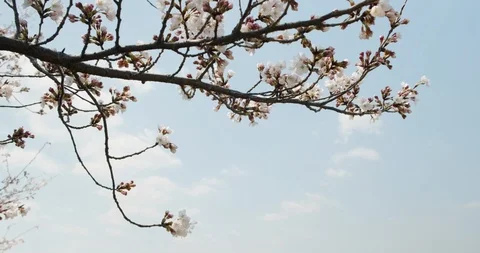Close up to long shot: Cherry blossom to Kyoto cityscape, tilt down shot Vídeos de archivo 106840460