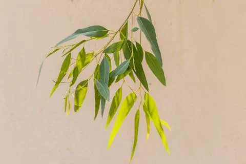 Close-up of long slim eucalyptus tree leaves (leaf) Stock Photos